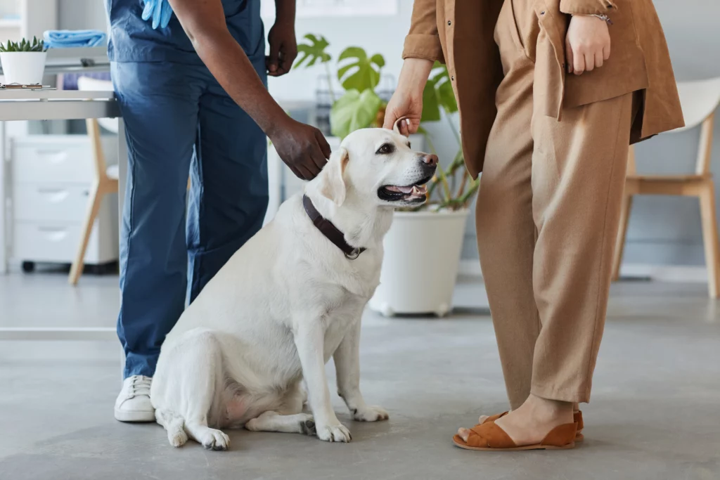 dog-bite-attorney
